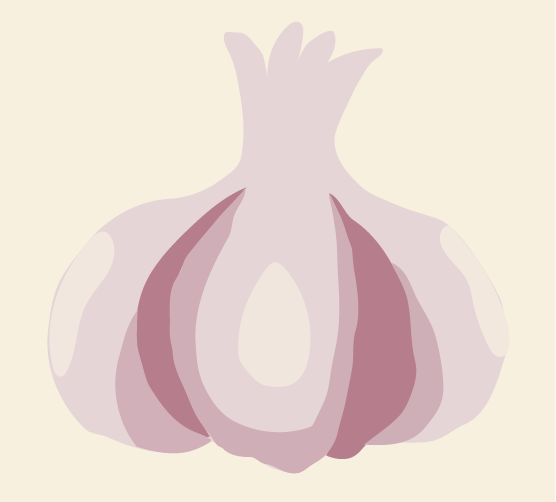 illustratie van een knoflook
