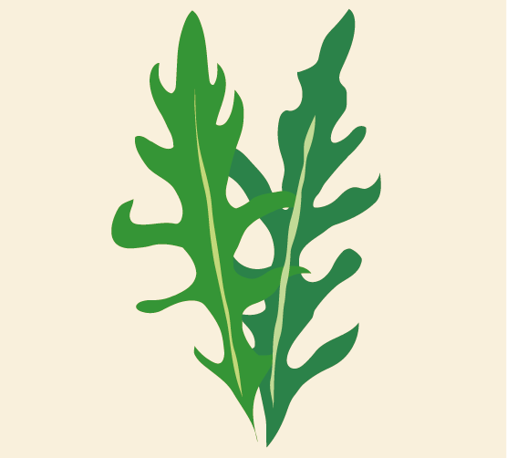 illustratie van twee rucola blaadjes