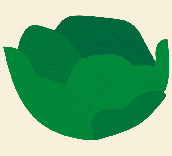 illustratie van een krop sla